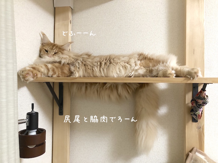 f:id:chikojirou:20190925215418j:plain