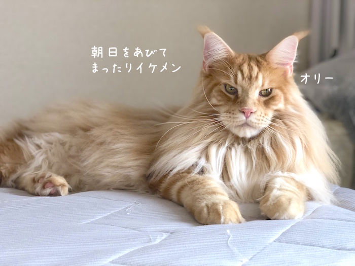 f:id:chikojirou:20190926212533j:plain
