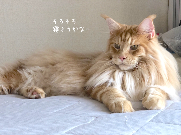f:id:chikojirou:20190926212537j:plain