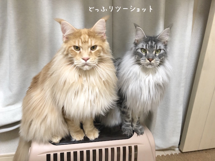 f:id:chikojirou:20190926212543j:plain