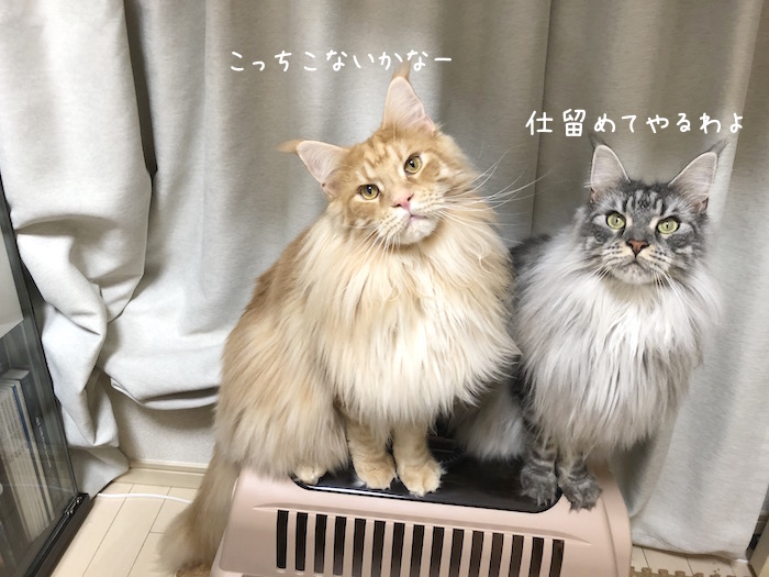 f:id:chikojirou:20190926212547j:plain