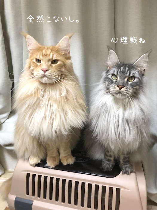 f:id:chikojirou:20190926212552j:plain
