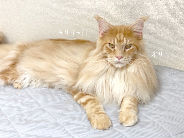 f:id:chikojirou:20191003212856j:plain