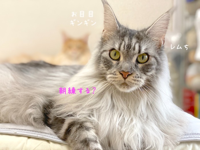 f:id:chikojirou:20191003212910j:plain