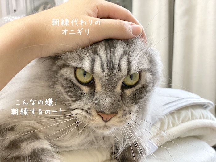 f:id:chikojirou:20191003212912j:plain