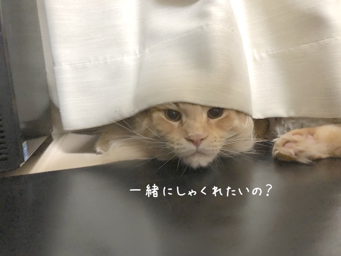 f:id:chikojirou:20191003212944j:plain