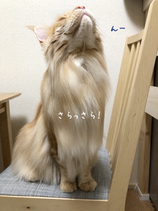 f:id:chikojirou:20191003213328j:plain