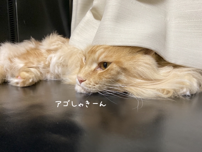 f:id:chikojirou:20191008213453j:plain