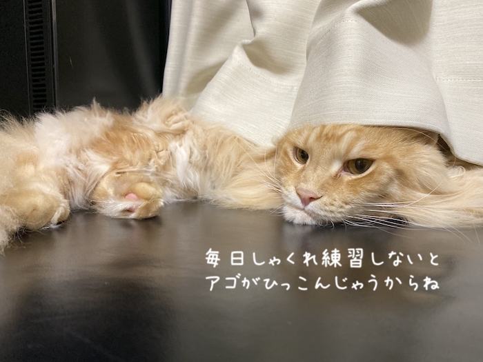 f:id:chikojirou:20191008213456j:plain