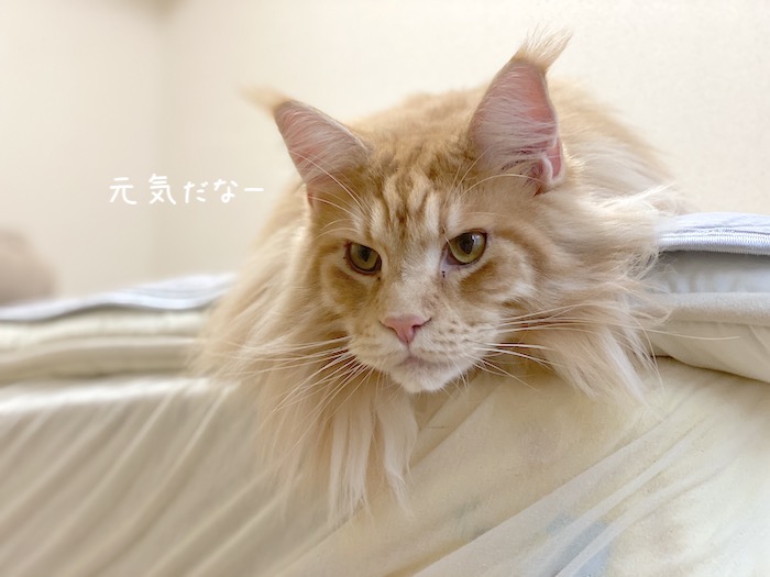 f:id:chikojirou:20191008213513j:plain