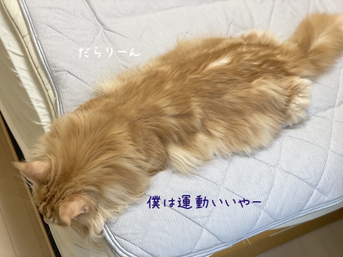 f:id:chikojirou:20191008213516j:plain