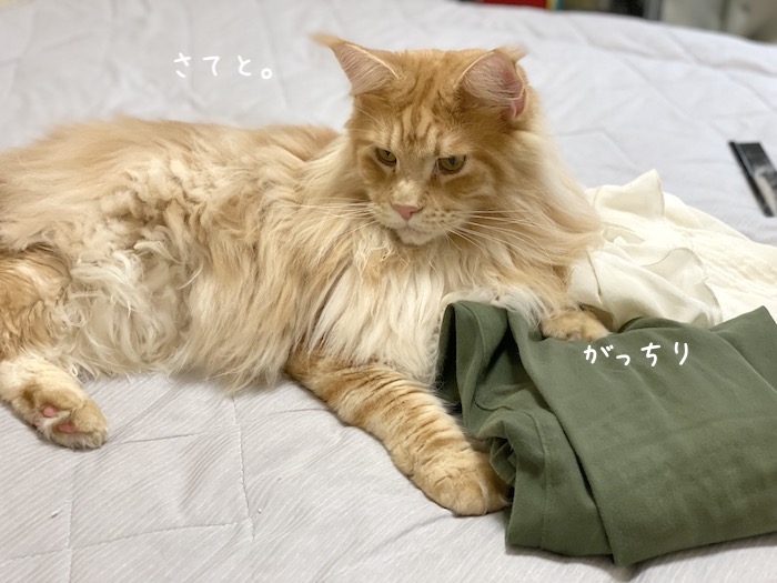 f:id:chikojirou:20191008213519j:plain