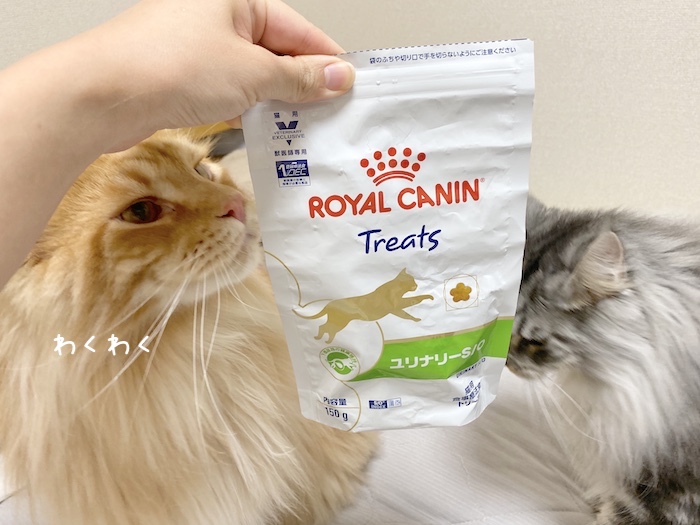 f:id:chikojirou:20191008213526j:plain