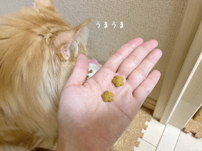 f:id:chikojirou:20191008213528j:plain