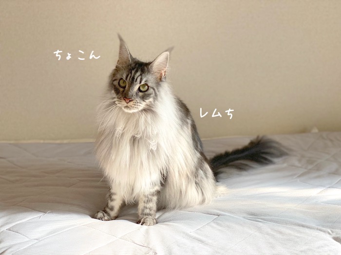 f:id:chikojirou:20191009215903j:plain