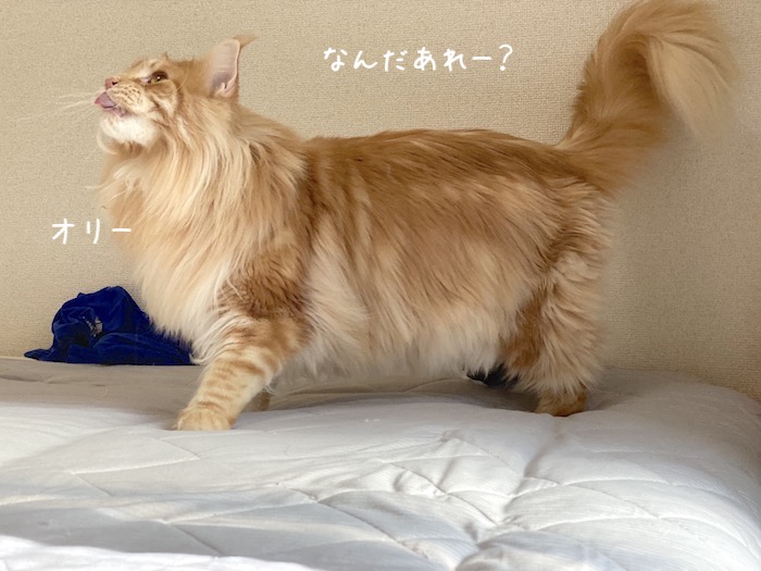 f:id:chikojirou:20191009215909j:plain