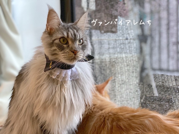 f:id:chikojirou:20191009215919j:plain