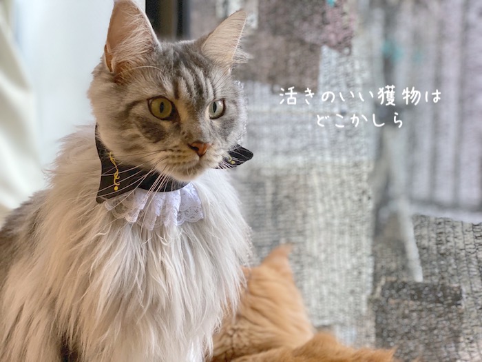 f:id:chikojirou:20191009215925j:plain