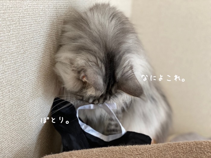 f:id:chikojirou:20191009215947j:plain