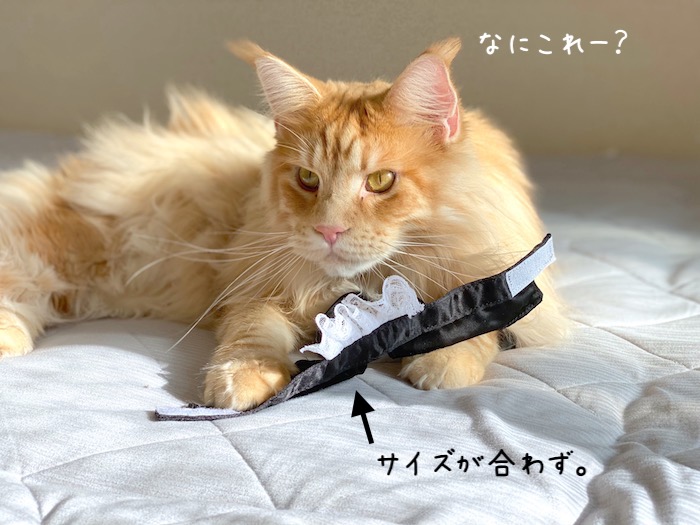 f:id:chikojirou:20191009215953j:plain