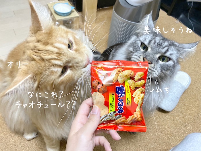 f:id:chikojirou:20191015220456j:plain