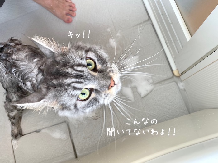 f:id:chikojirou:20191015220506j:plain