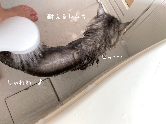 f:id:chikojirou:20191015220510j:plain