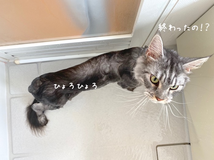 f:id:chikojirou:20191015220515j:plain