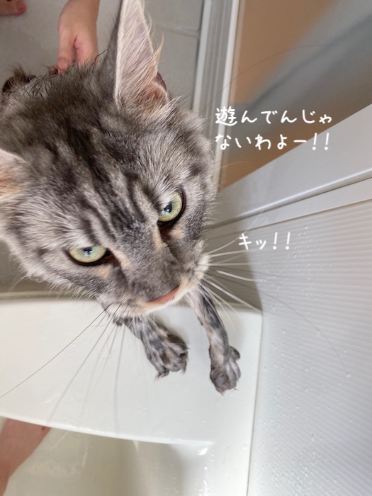 f:id:chikojirou:20191015220521j:plain