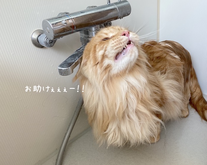 f:id:chikojirou:20191015220525j:plain