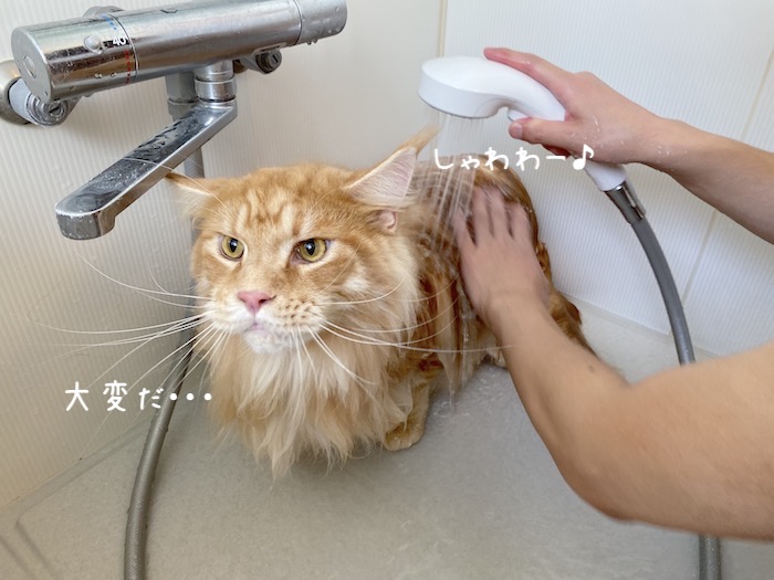 f:id:chikojirou:20191015220528j:plain