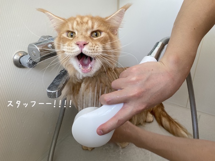 f:id:chikojirou:20191015220538j:plain