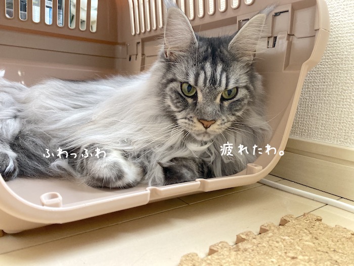 f:id:chikojirou:20191015220547j:plain