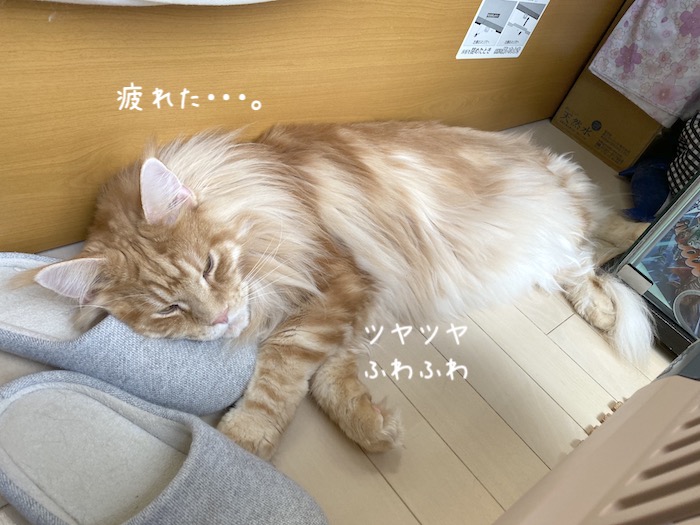 f:id:chikojirou:20191015220550j:plain