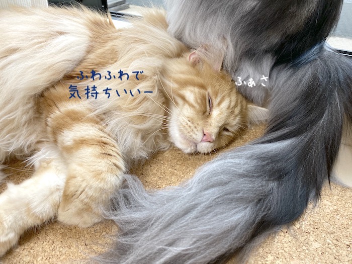 f:id:chikojirou:20191015220553j:plain