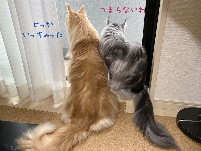 f:id:chikojirou:20191015220606j:plain