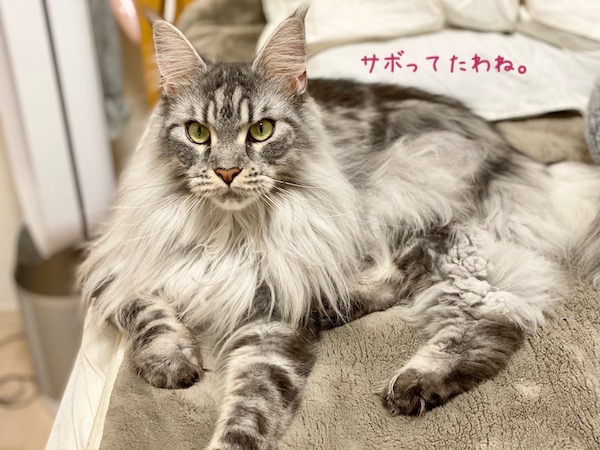 f:id:chikojirou:20191113220150j:plain