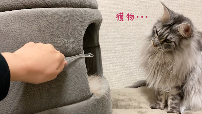 f:id:chikojirou:20191113220155p:plain