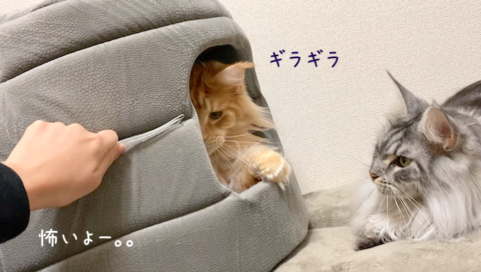 f:id:chikojirou:20191113220215p:plain