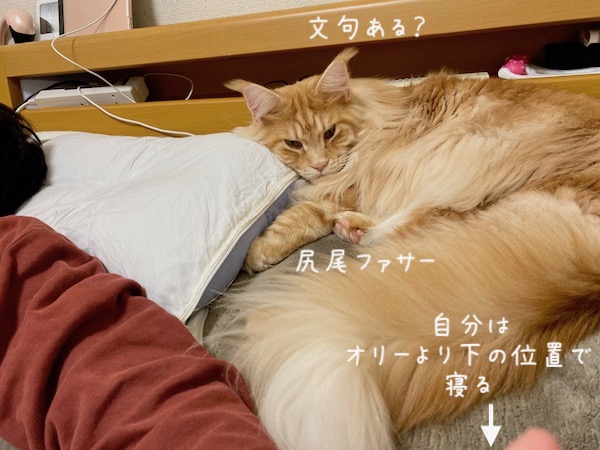 f:id:chikojirou:20191113220222j:plain