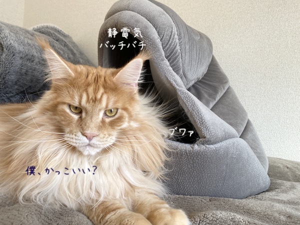大きくなったね レムち強し メインクーンのオリーとレムち