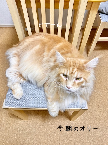 f:id:chikojirou:20191118213359j:plain