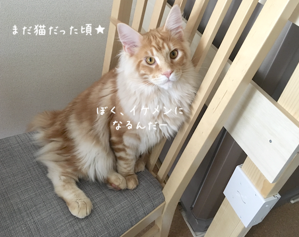 f:id:chikojirou:20191118213402p:plain