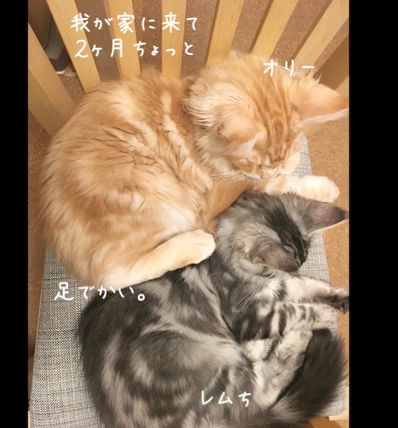 f:id:chikojirou:20191118213408j:plain