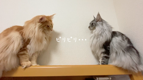 f:id:chikojirou:20191118213412p:plain