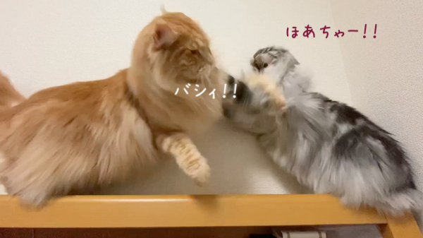 f:id:chikojirou:20191118213437p:plain