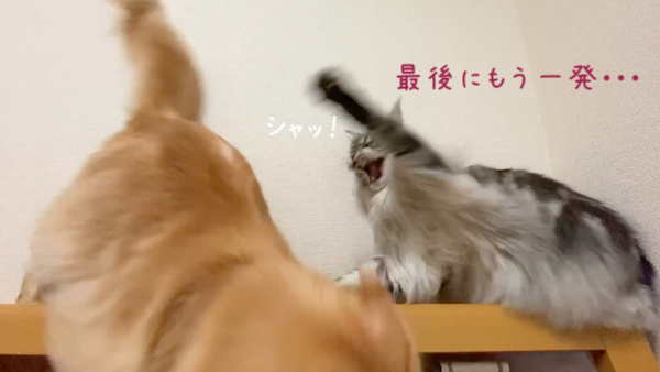 f:id:chikojirou:20191118213440p:plain