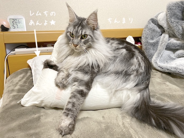 f:id:chikojirou:20191118213454j:plain