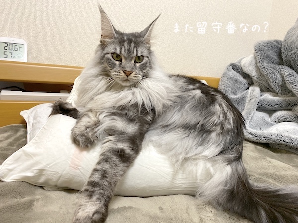 f:id:chikojirou:20191118213457j:plain