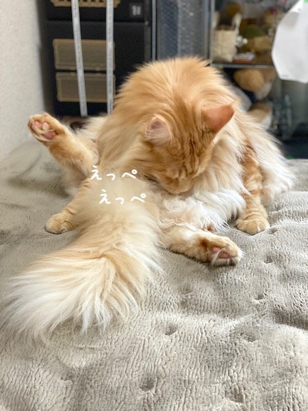 f:id:chikojirou:20191118213459j:plain